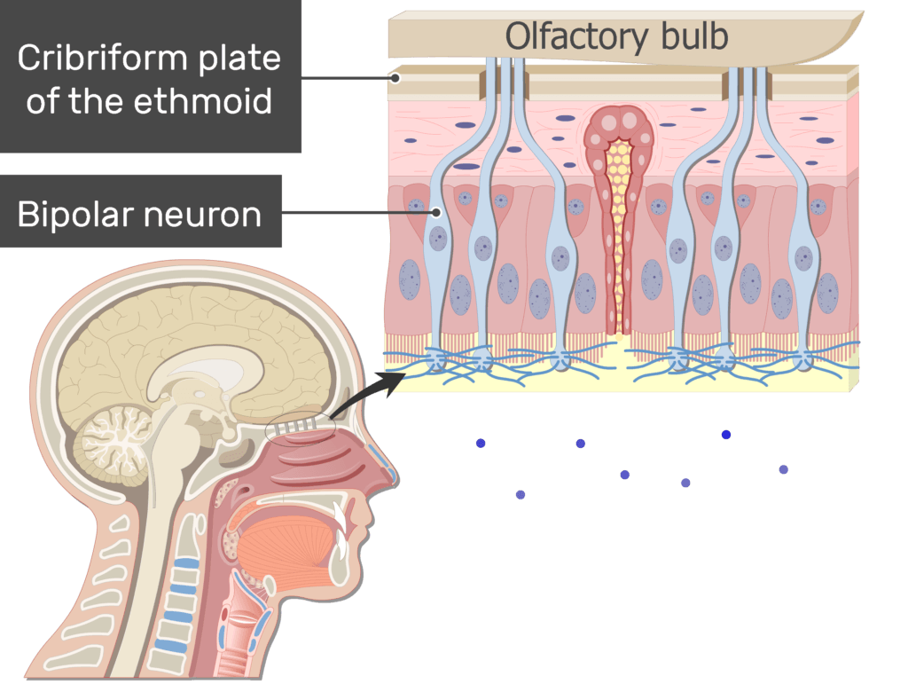 An image showing the impulses generation in the axons of the bipolar neuron after odorants drawning into the nasal cavity