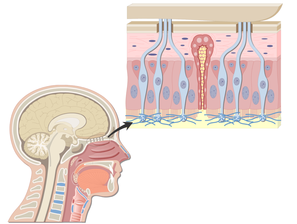 An image showing the bipolar neurons inside the mucosa of the nasal cavity