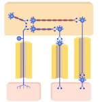 Signals organization between the viscera and the CNS (brain and spinal cord) through the nerves of the autonomic nervous system