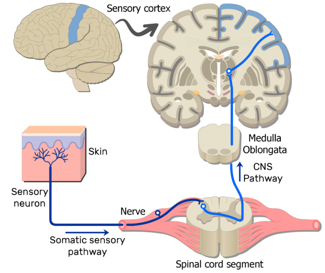 in the somatic nervous system