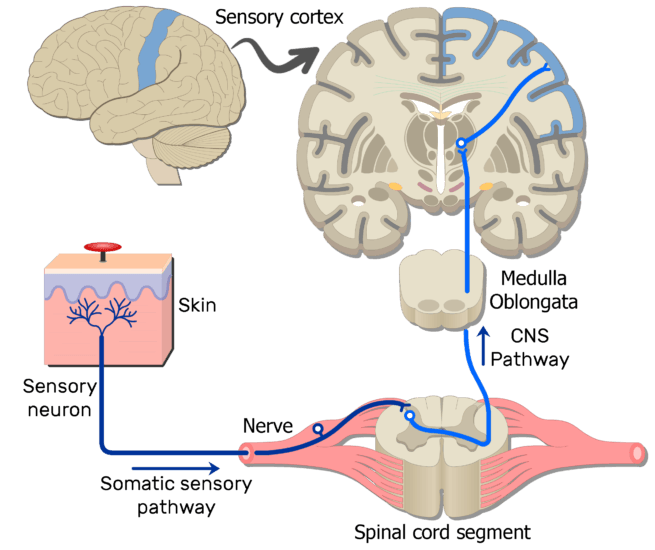 Pain or Nociception Pathway