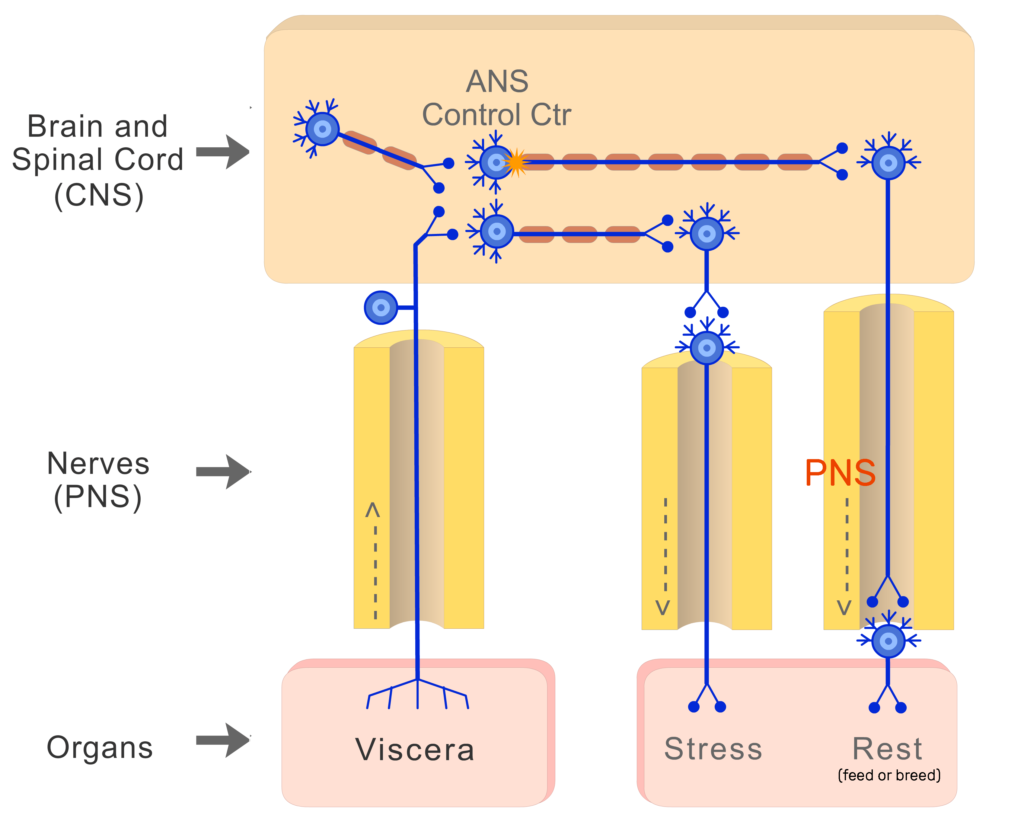 An image showing the action potential moves through PNS (parasympathetic nervous system) neuron from the CNS to reach viscera (Feed or breed)