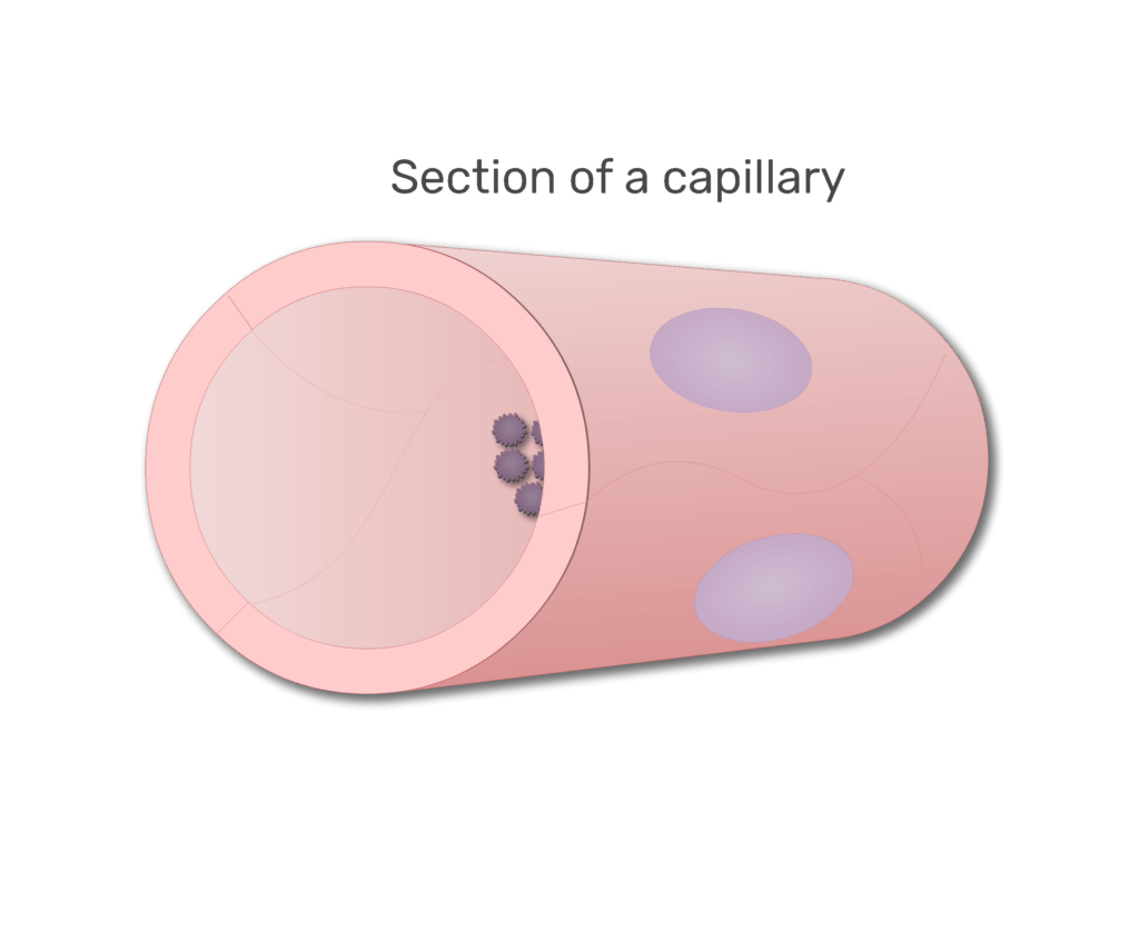 Platelets in a section of capillary animation slide 1