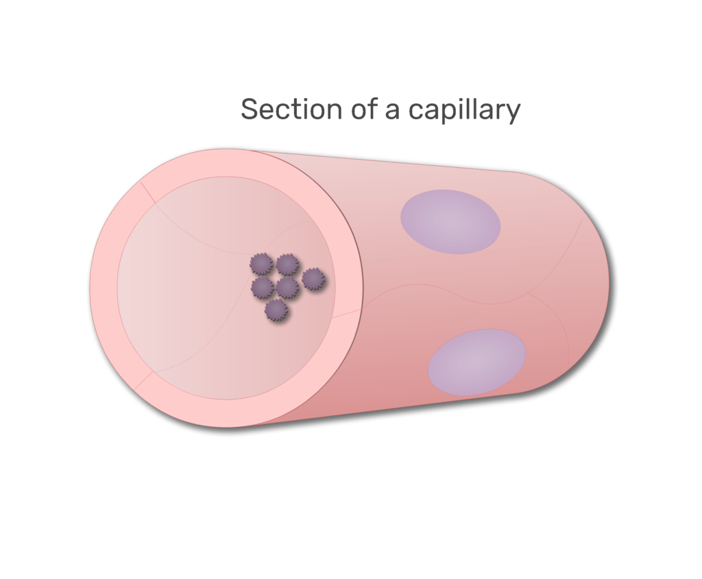 Platelets in a section of capillary animation slide 3