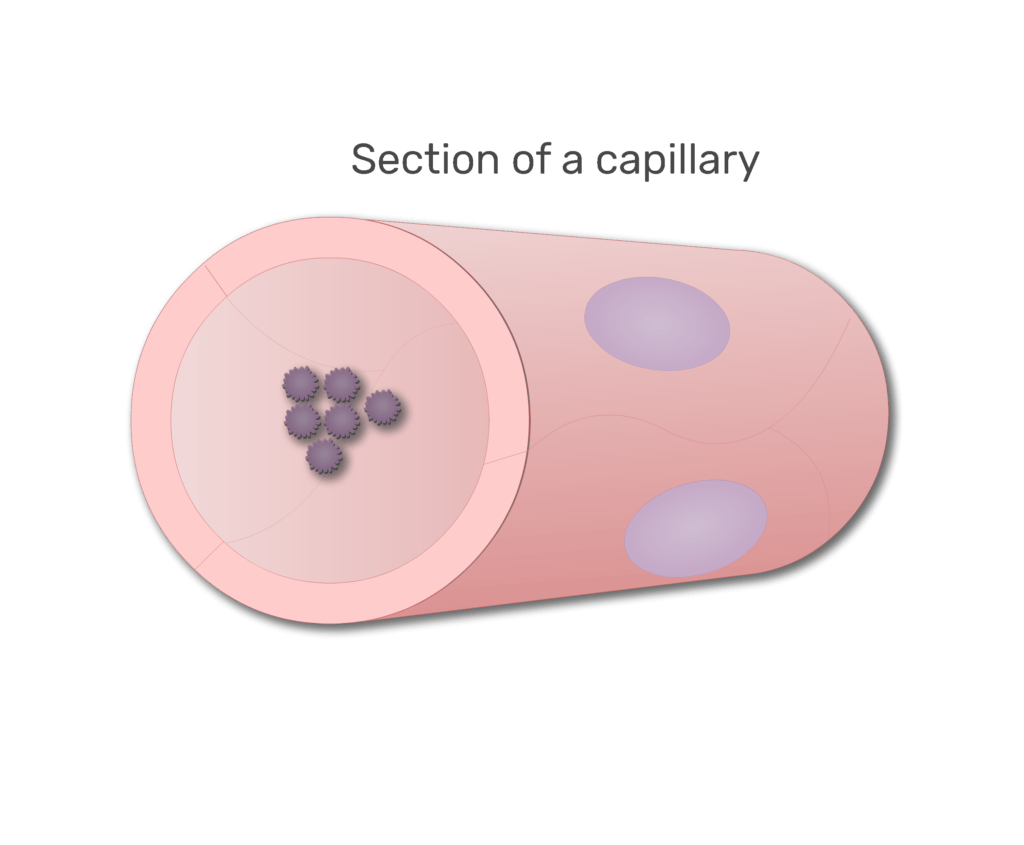 Platelets in a section of capillary animation slide 5