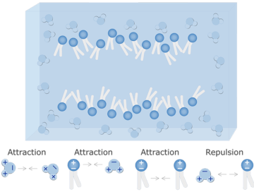 An image showing bilayer phospholipids formation (hydrophilic heads and hydrophobic tails)