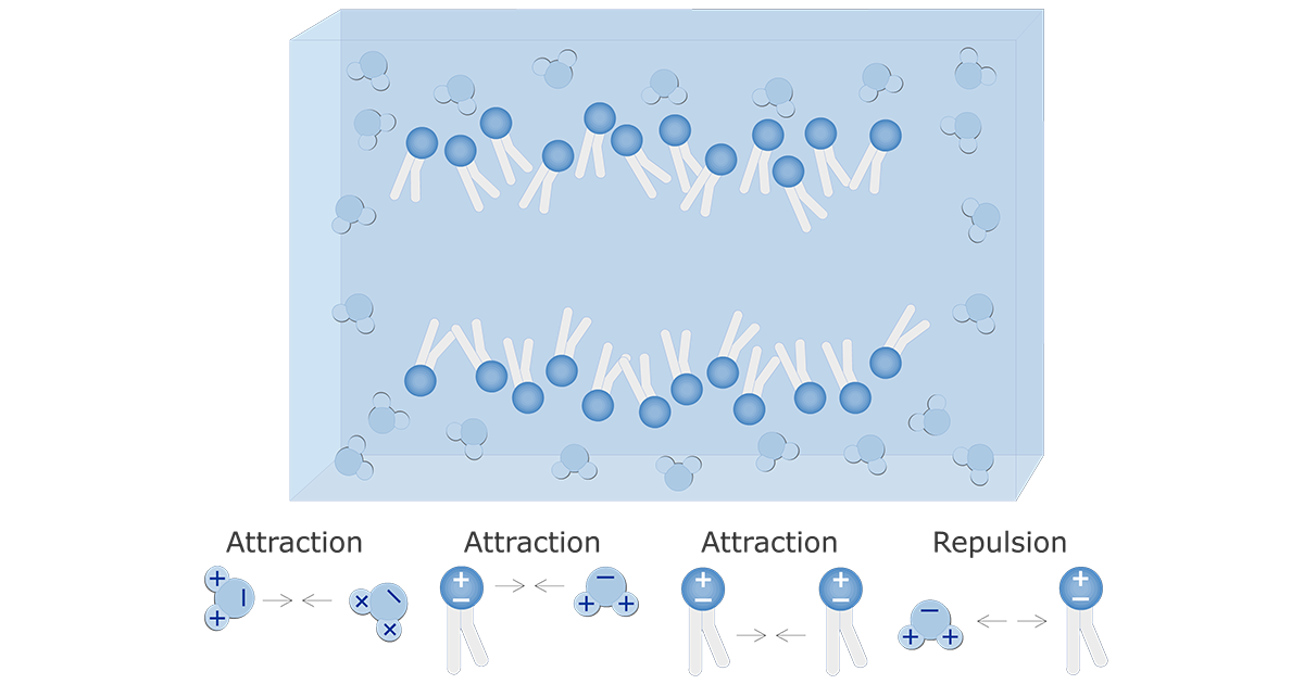 Water-Cell Membrane Interactions