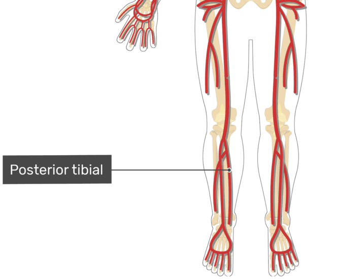 Major Systemic Arteries