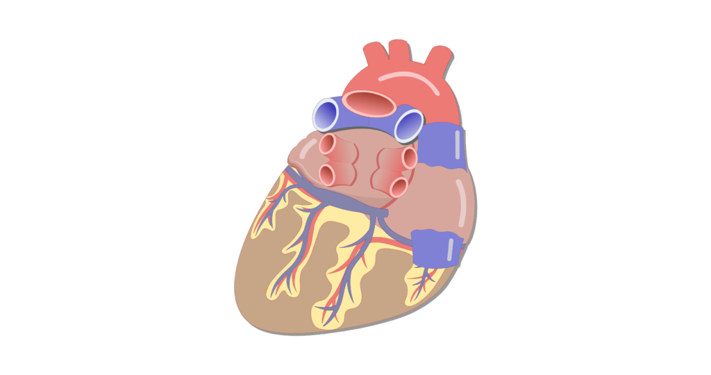 Posterior view of the coronary veins of the heart.