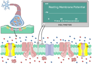Postsynaptic Neuron Resting Membrane Potential - Featured