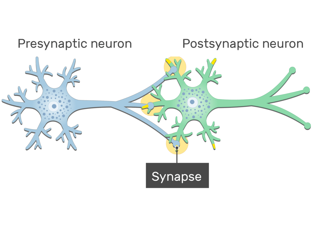 An image of a synapse between 2 neurons showing the response of the postsynaptic neuron after the action potential reached the synapse