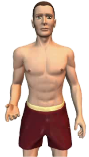 Slide 1 of the animation showing of the pronation of the forearm at the elbow