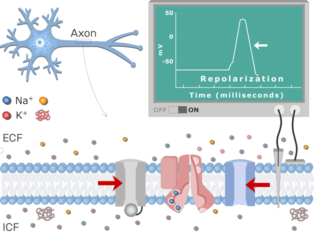 An image showing the pump moving Na+ ions outside the cell and K+ ions inside, the neuron axon membrane is enlarged and contains different channels