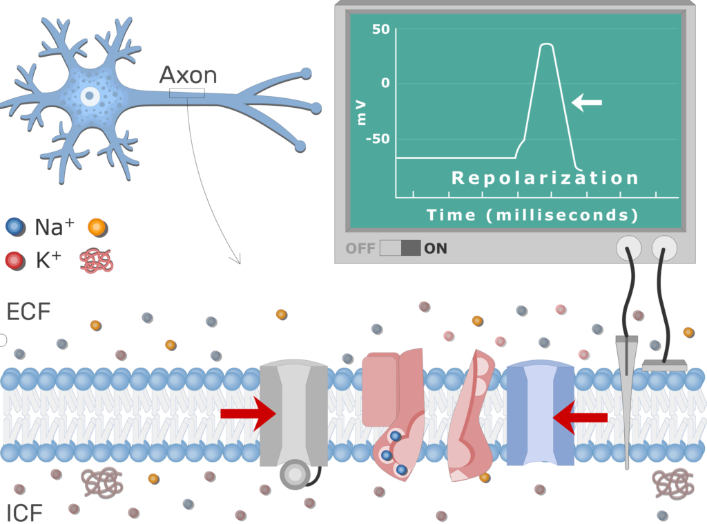 An image showing the pump moving Na+ ions outside the cell and K+ ions inside, the neuron axon membrane is enlarged and contains different channels