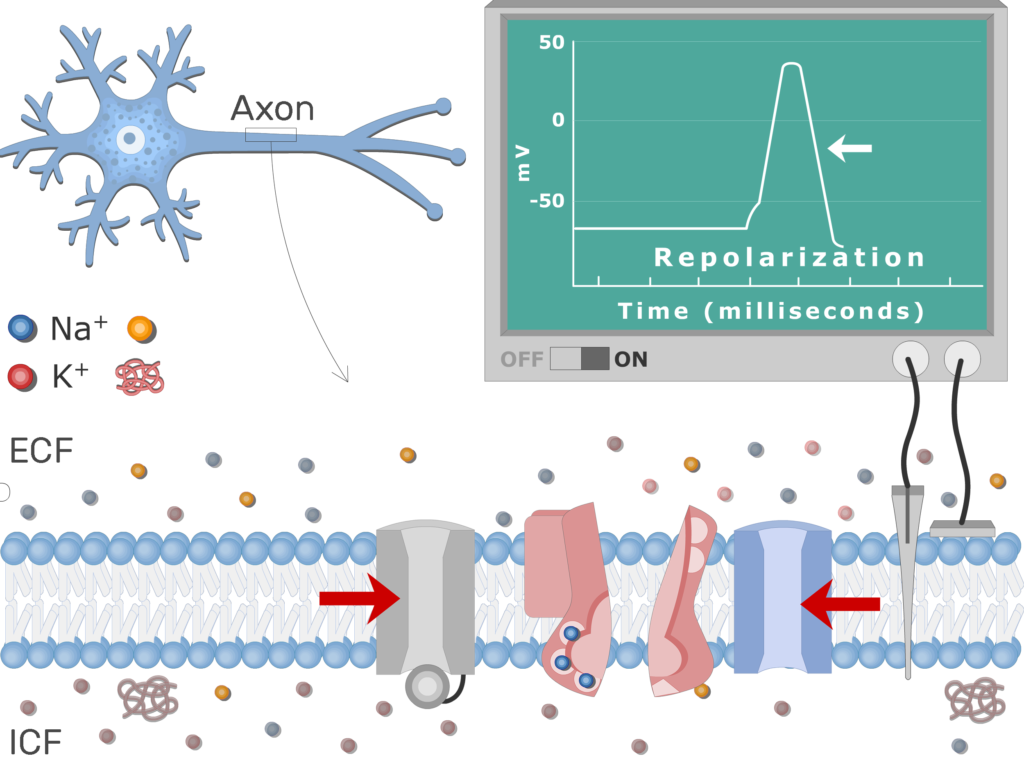 An image showing the pump moving Na+ ions outside the cell and K+ ions inside, the neuron axon membrane is enlarged and contains different channels
