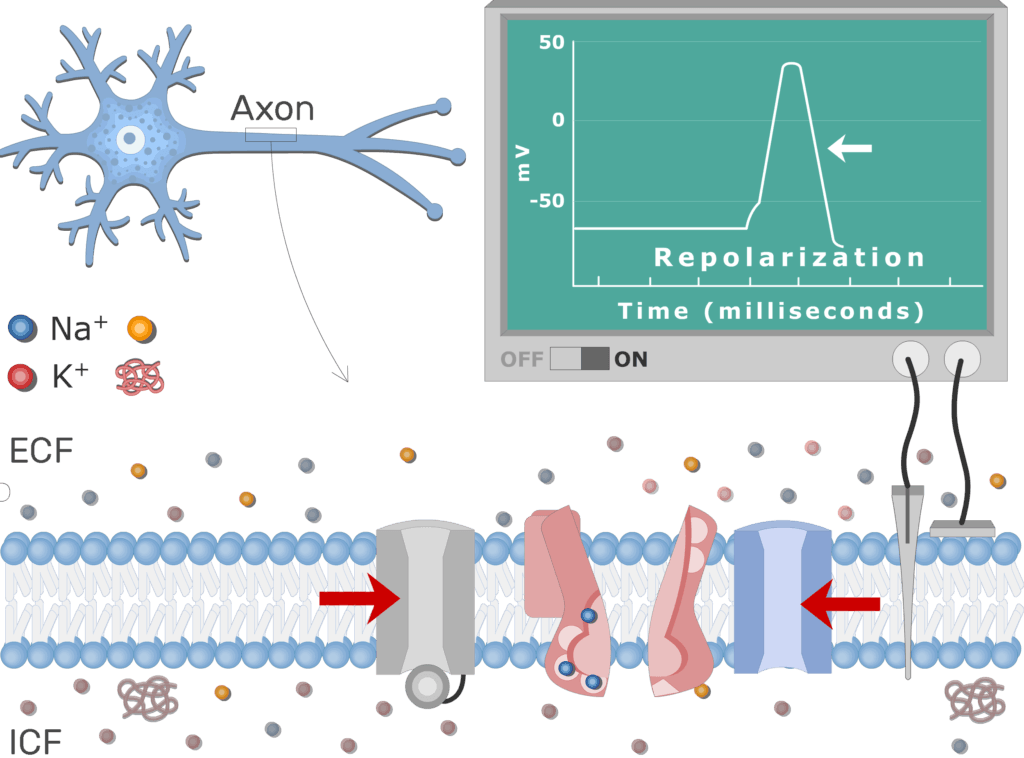 An image showing the pump moving Na+ ions outside the cell and K+ ions inside, the neuron axon membrane is enlarged and contains different channels
