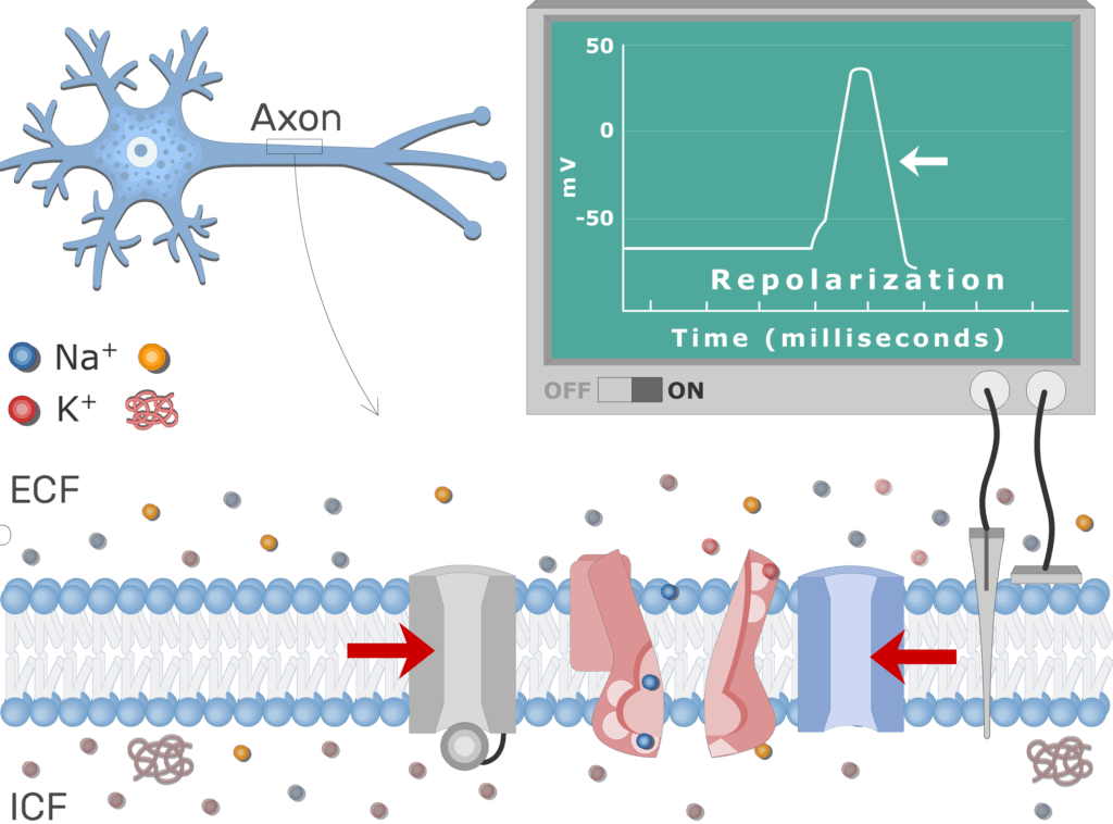 An image showing the pump moving Na+ ions outside the cell and K+ ions inside, the neuron axon membrane is enlarged and contains different channels