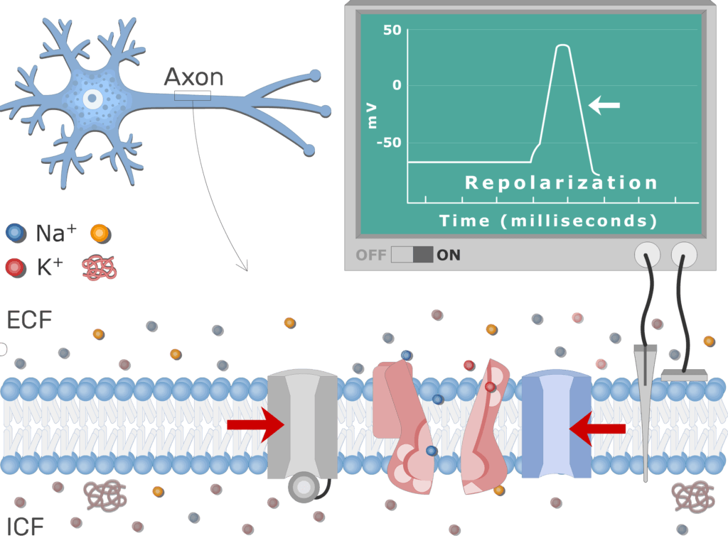 An image showing the pump moving Na+ ions outside the cell and K+ ions inside, the neuron axon membrane is enlarged and contains different channels