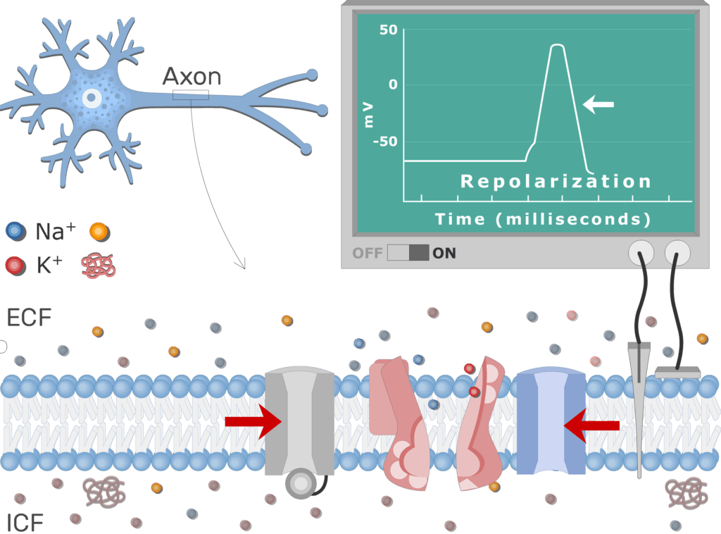 An image showing the pump moving Na+ ions outside the cell and K+ ions inside, the neuron axon membrane is enlarged and contains different channels