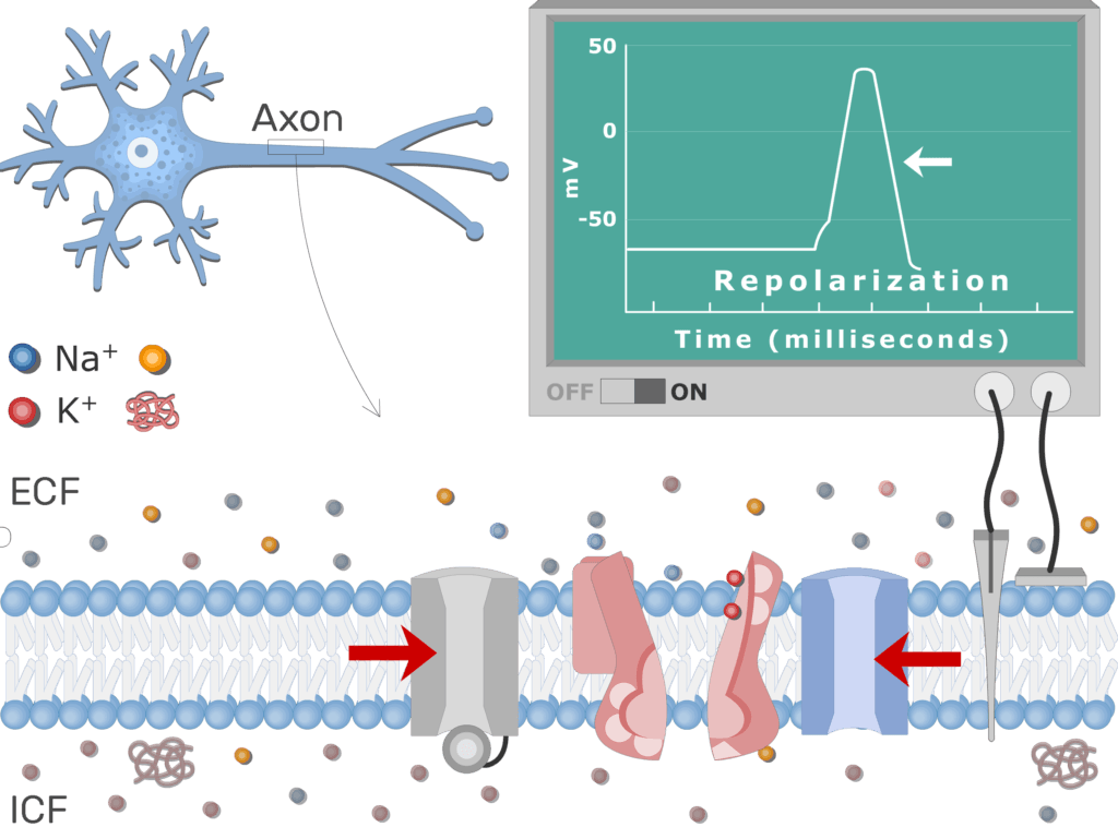 An image showing the pump moving Na+ ions outside the cell and K+ ions inside, the neuron axon membrane is enlarged and contains different channels
