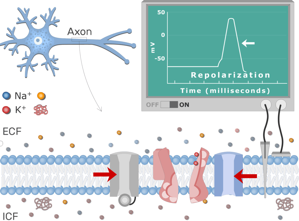 An image showing the pump moving Na+ ions outside the cell and K+ ions inside, the neuron axon membrane is enlarged and contains different channels