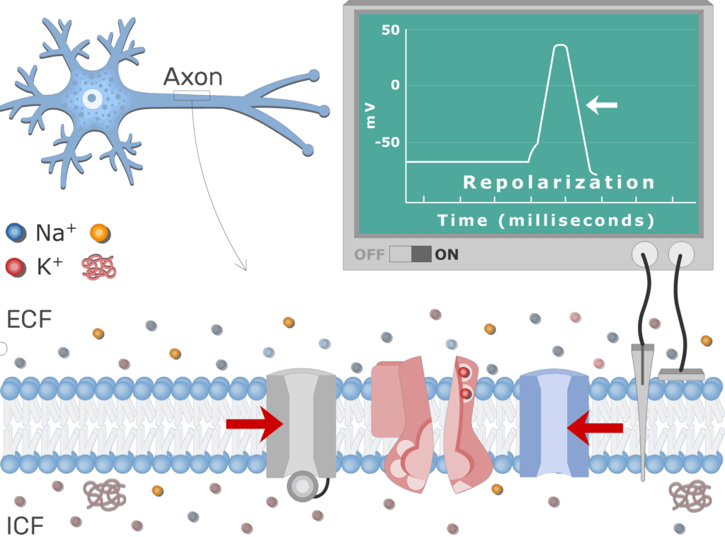 An image showing the pump moving Na+ ions outside the cell and K+ ions inside, the neuron axon membrane is enlarged and contains different channels