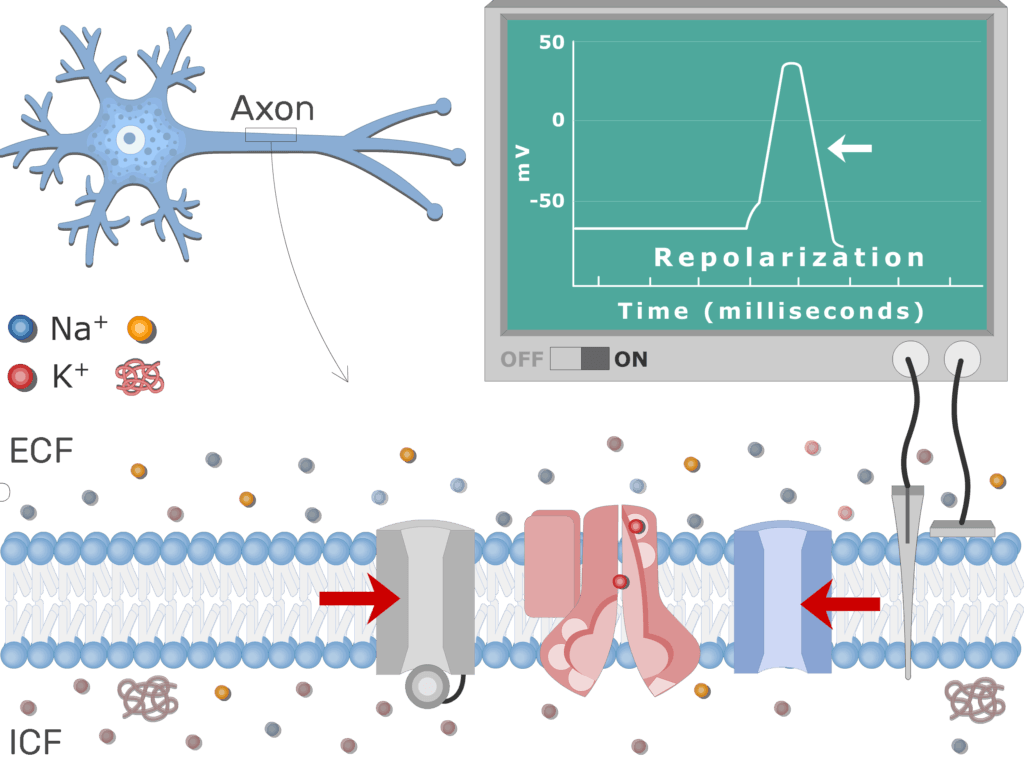 An image showing the pump moving Na+ ions outside the cell and K+ ions inside, the neuron axon membrane is enlarged and contains different channels