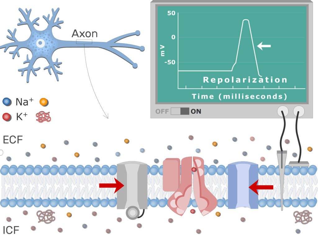 An image showing the pump moving Na+ ions outside the cell and K+ ions inside, the neuron axon membrane is enlarged and contains different channels