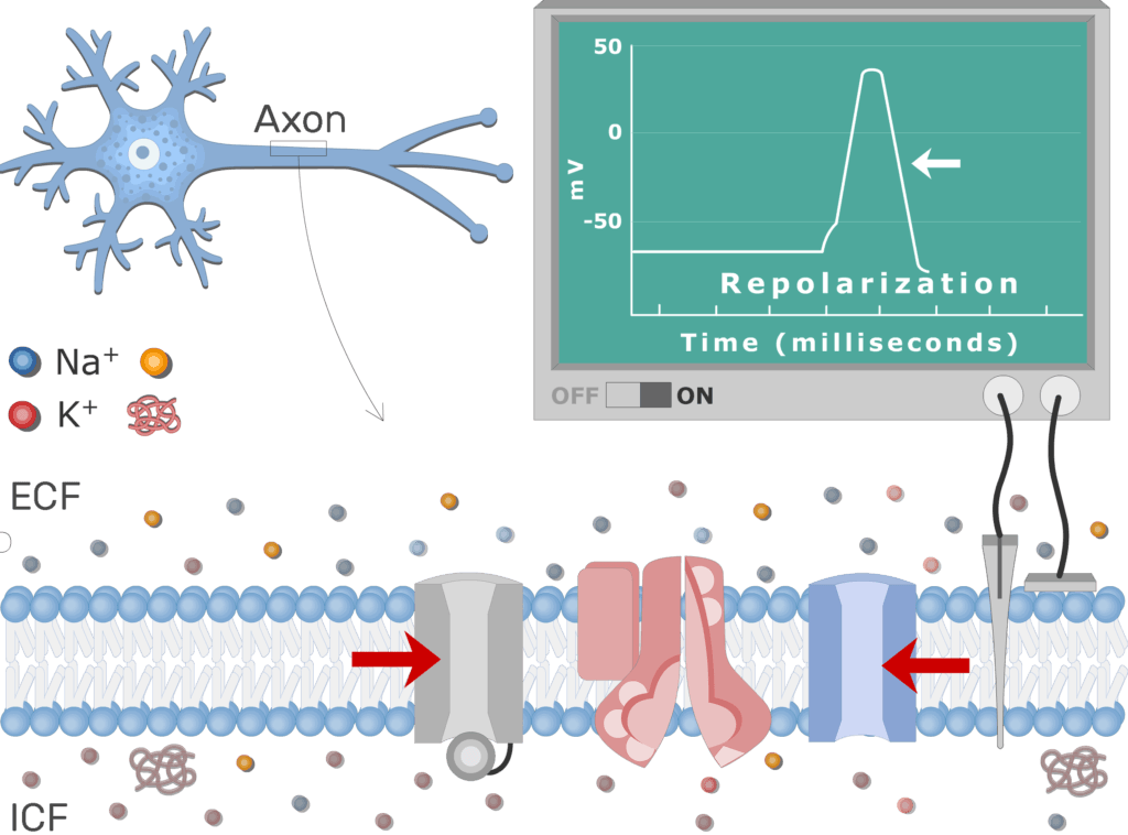 An image showing the pump moving Na+ ions outside the cell and K+ ions inside, the neuron axon membrane is enlarged and contains different channels