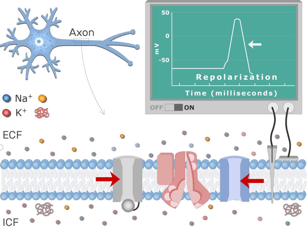 An image showing the pump moving Na+ ions outside the cell and K+ ions inside, the neuron axon membrane is enlarged and contains different channels