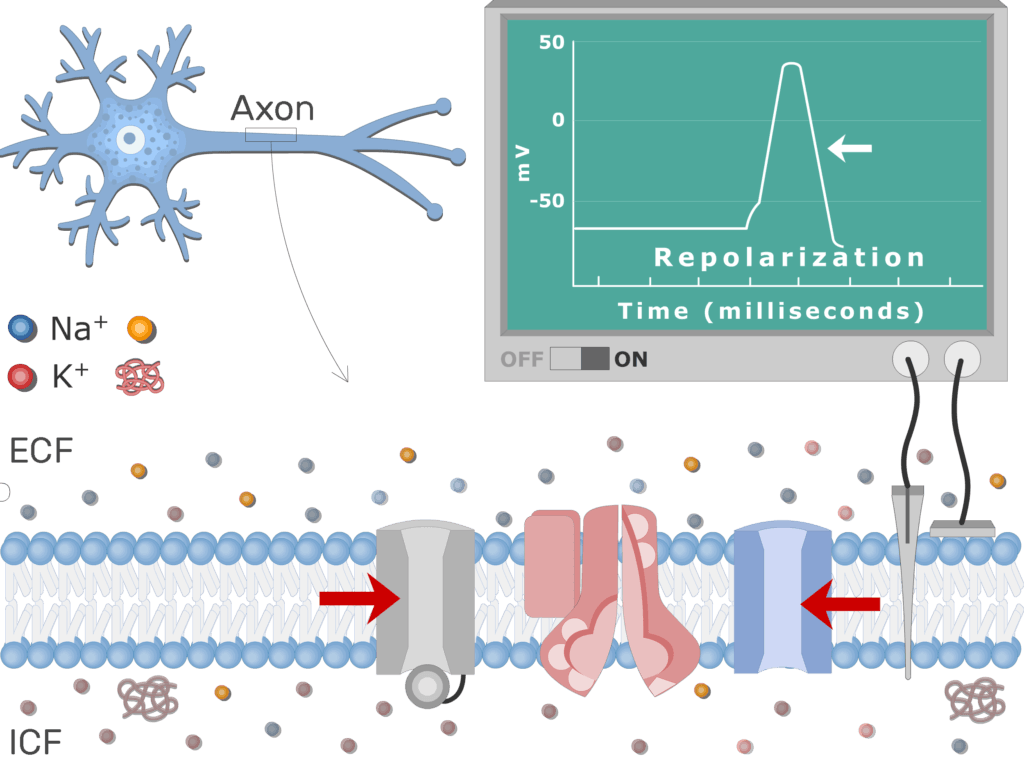 An image showing the pump moving Na+ ions outside the cell and K+ ions inside, the neuron axon membrane is enlarged and contains different channels