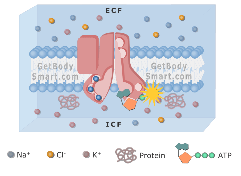 An image of cell membrane showing Pump phosphorylation process