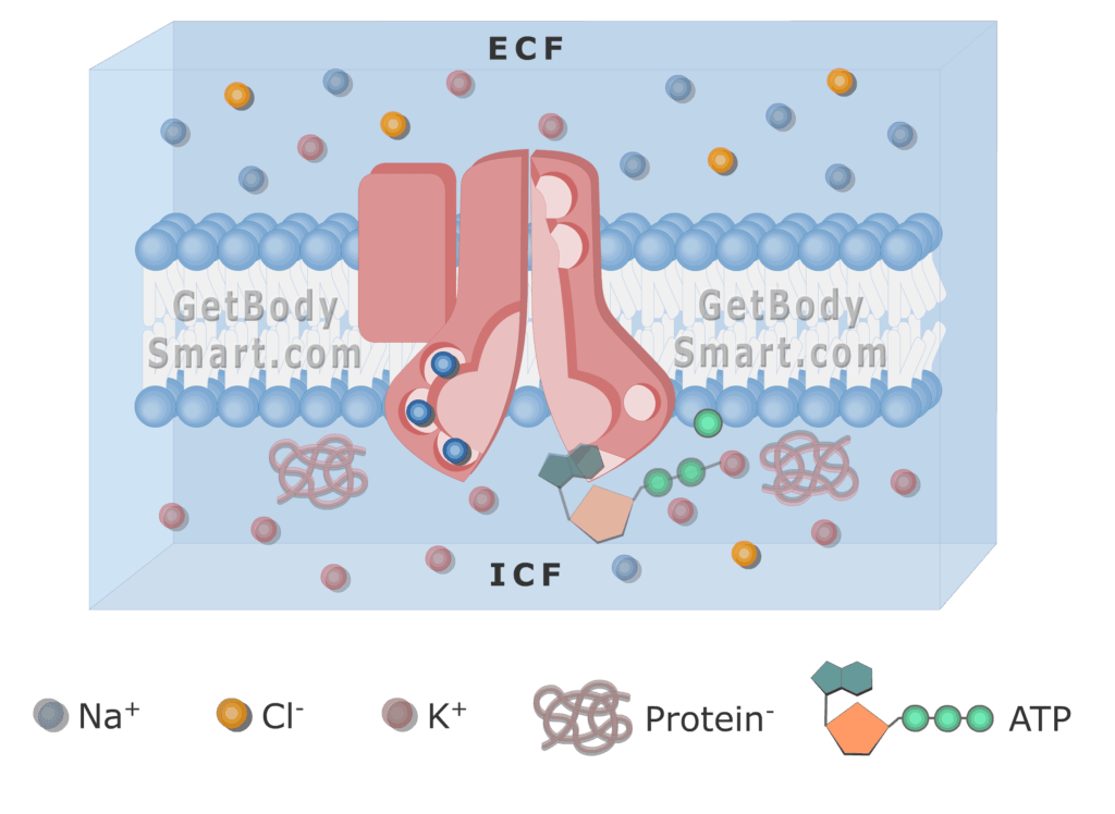 An image of cell membrane showing Pump phosphorylation process