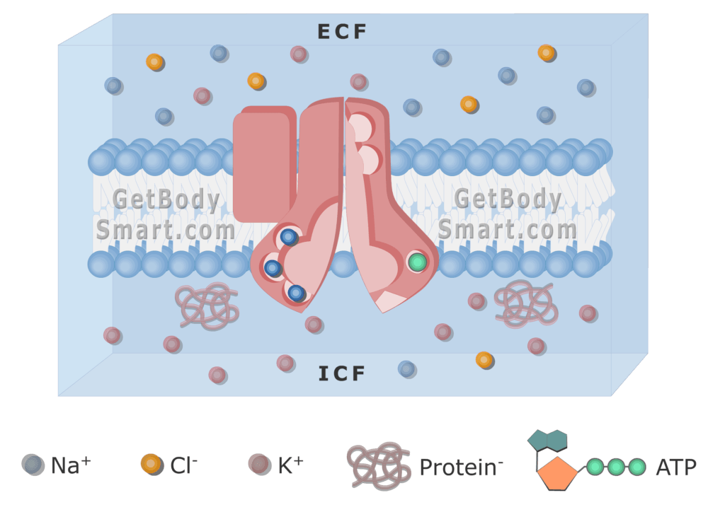 An image of cell membrane showing Pump phosphorylation process