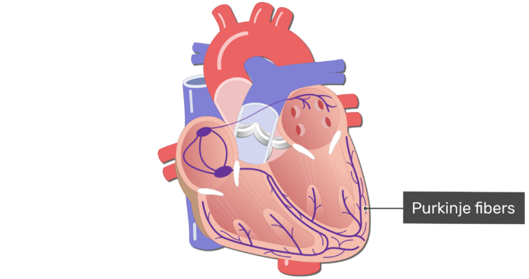 The Electrical Conduction System of the Heart: