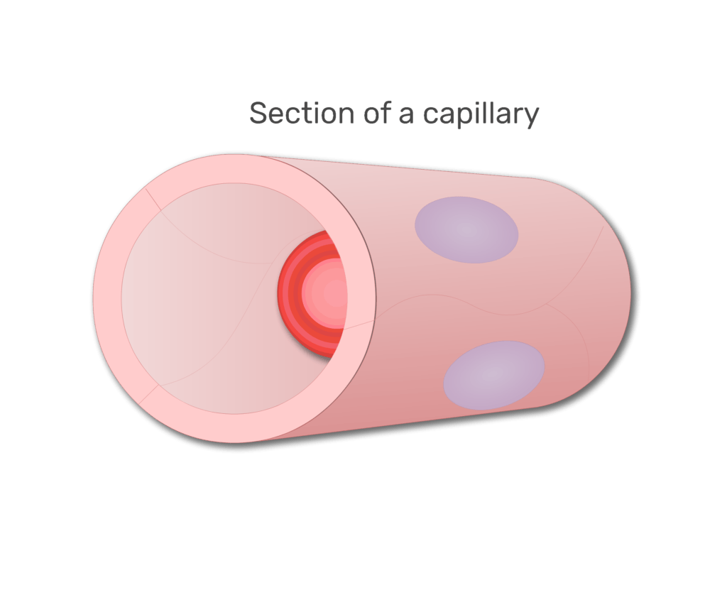 A red blood cell in a section of capillary animation slide 2
