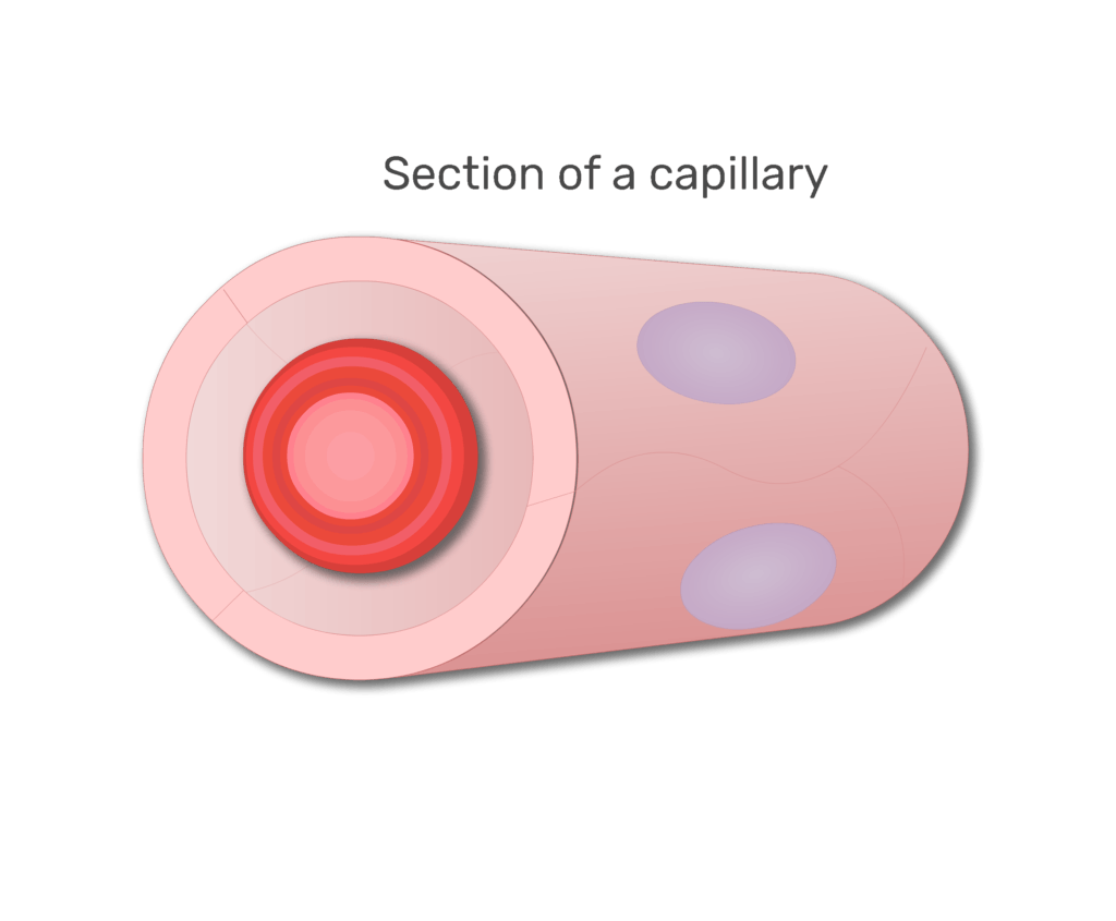A red blood cell in a section of capillary animation slide 7