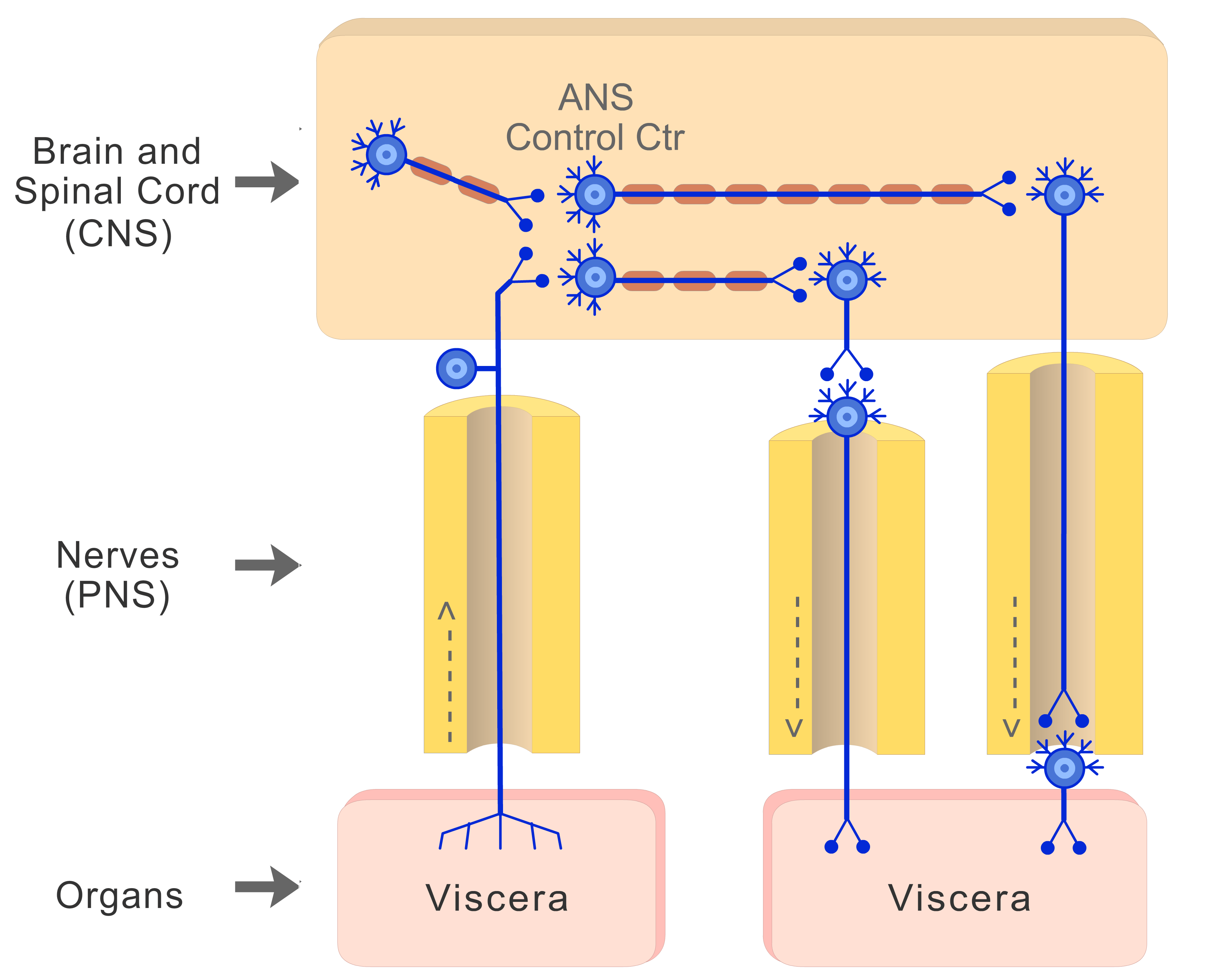 An image showing the action potential moving from the high centers (CNS) stimulating autonomic neuron to control ANS response