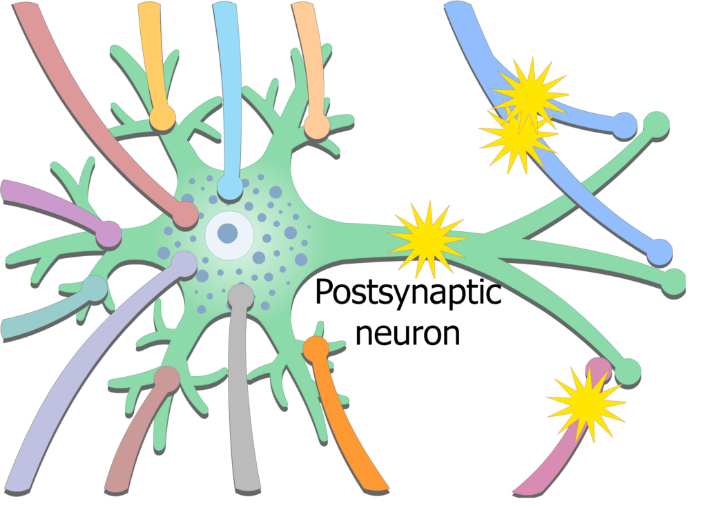 An image showing chemical release from the presynaptic neuron on the axoaxonic synapse, altering the activity of the terminal boutons (synaptic knobs)