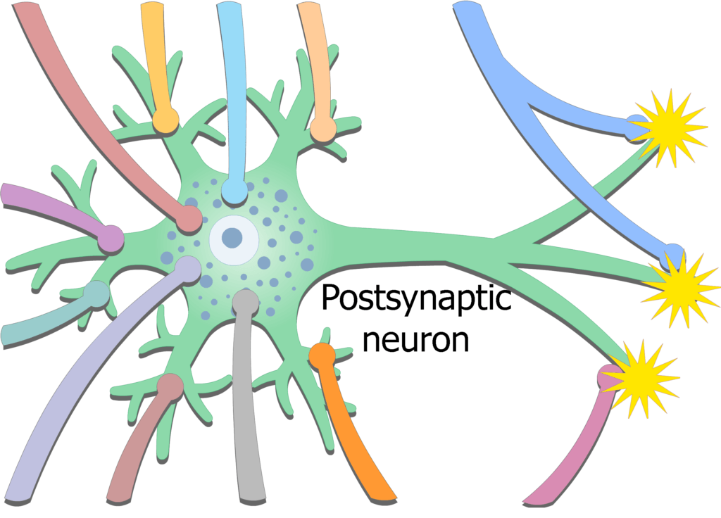 An image showing chemical release from the presynaptic neuron on the axoaxonic synapse, altering the activity of the terminal boutons (synaptic knobs)