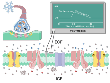 Repolarization of the Postynaptic Neuron Membrane - Faetured