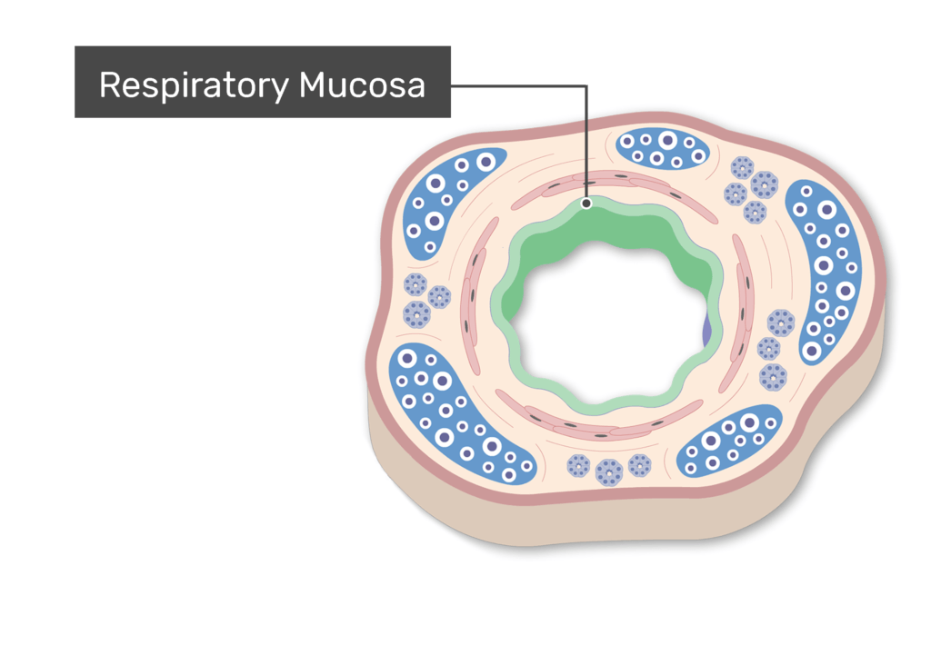 The respiratory mucosa