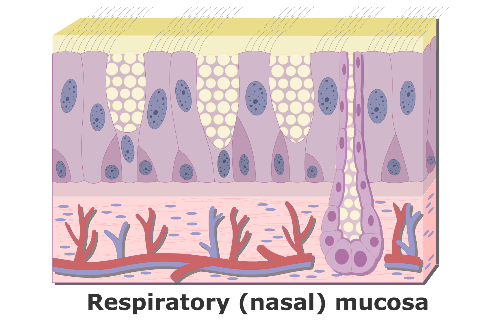 an expanded view of the respiratory mucosa