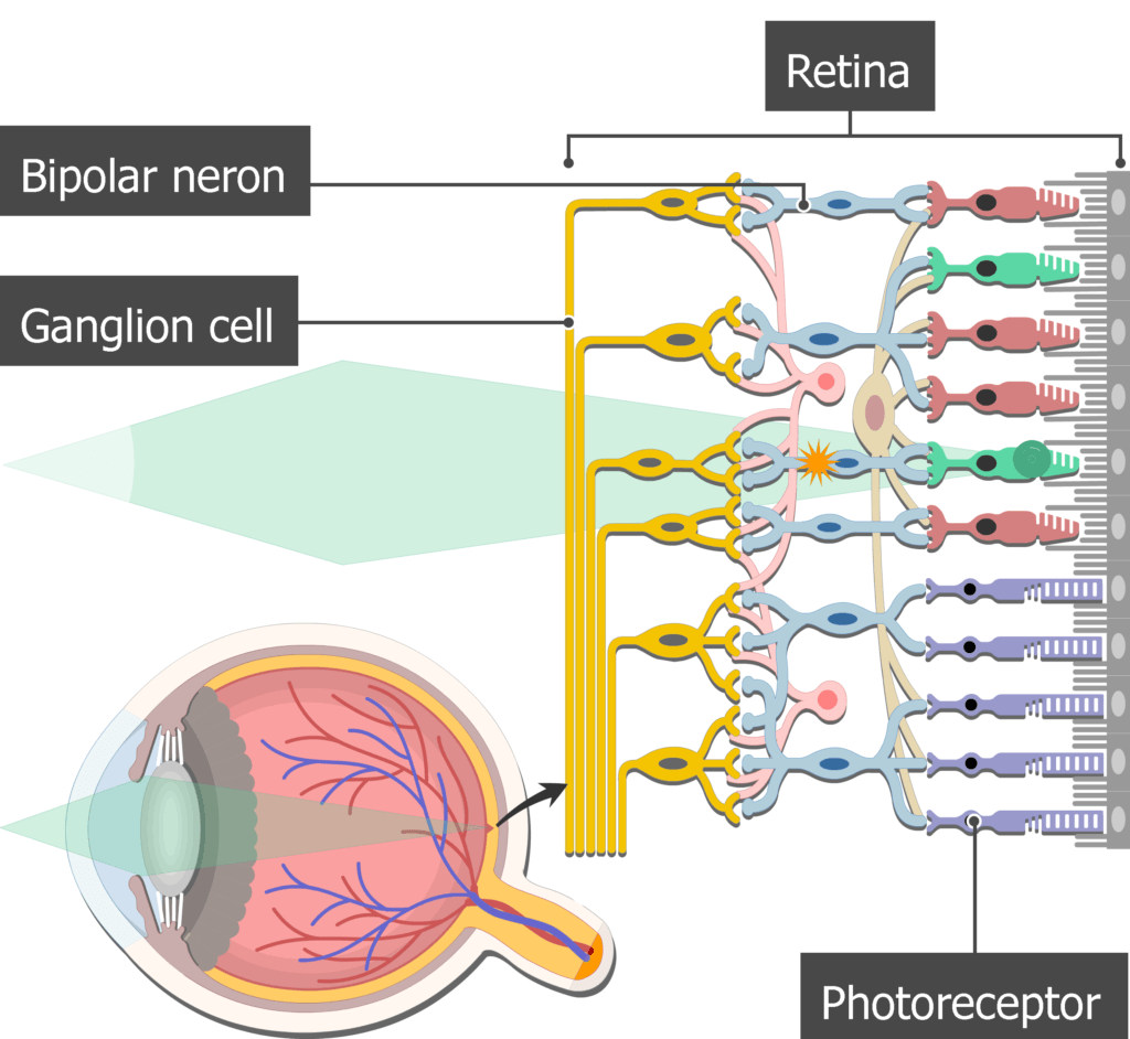 An image showing the action potential moving from the photoreceptors to the ganglion cells