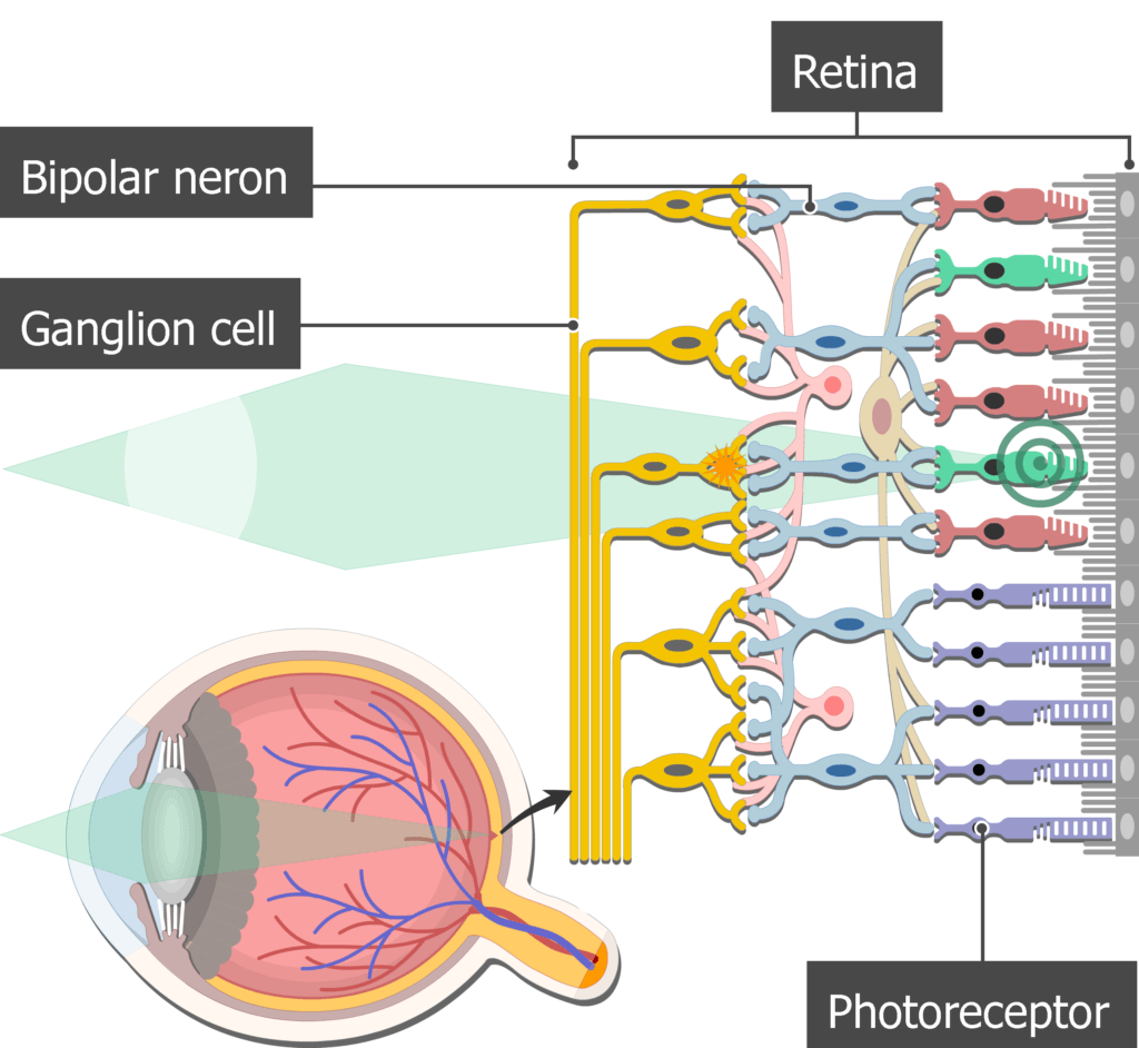An image showing the action potential moving from the photoreceptors to the ganglion cells