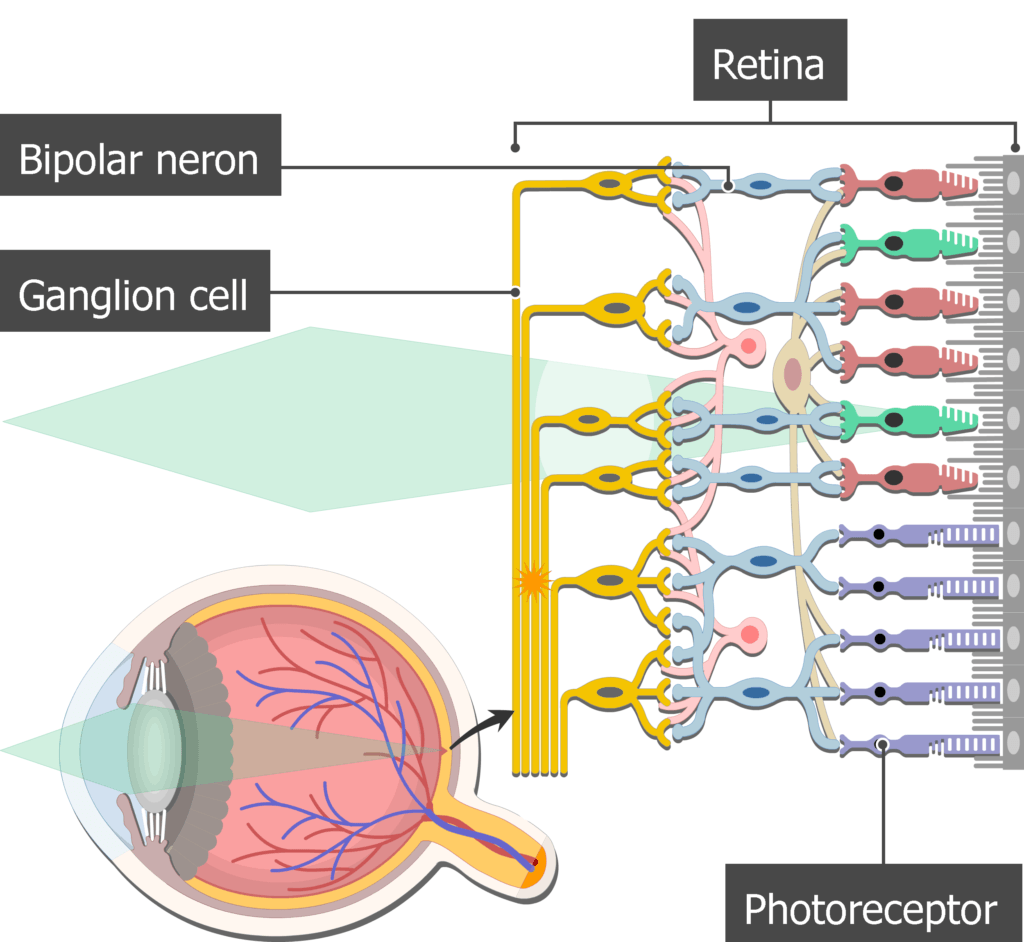 An image showing the action potential moving from the photoreceptors to the ganglion cells