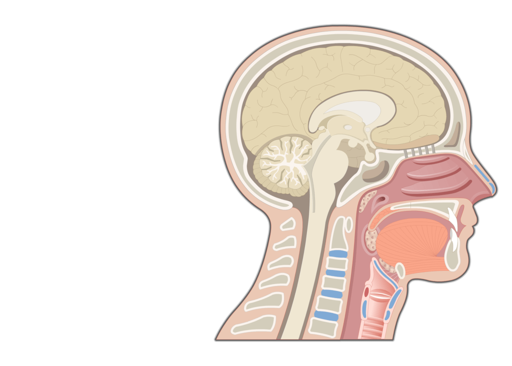 Nose and Nasal Cavity Structure Function and Diagram GetBodySmart