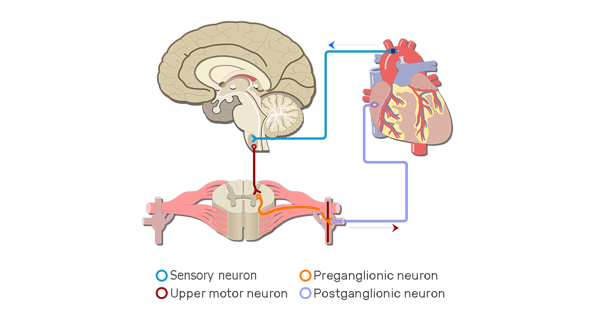 Examples of Autonomic Nervous System Pathways | GetBodySmart