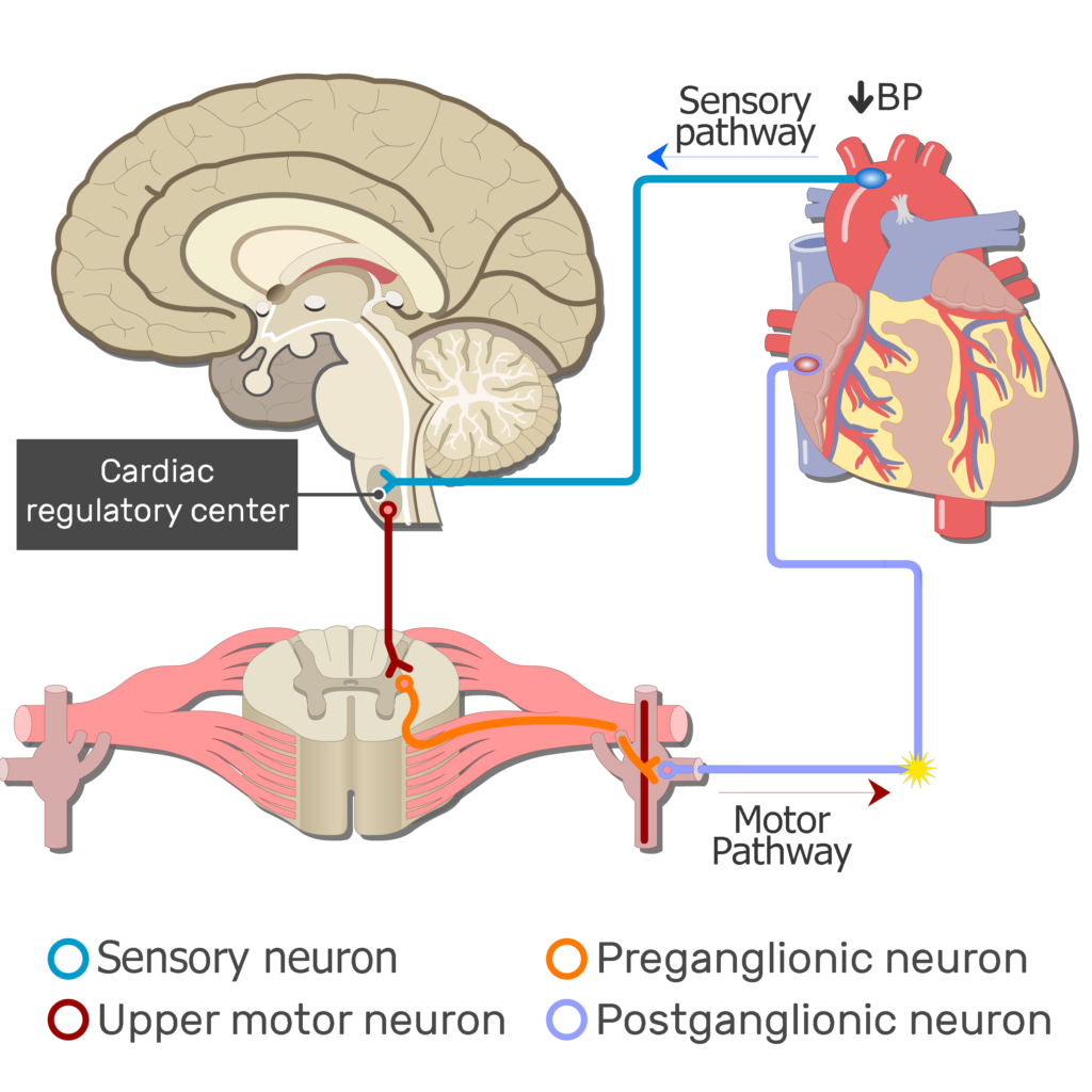 An image showing the action potential from to the autonomic receptors in the heart through the postganglionic motor neuron