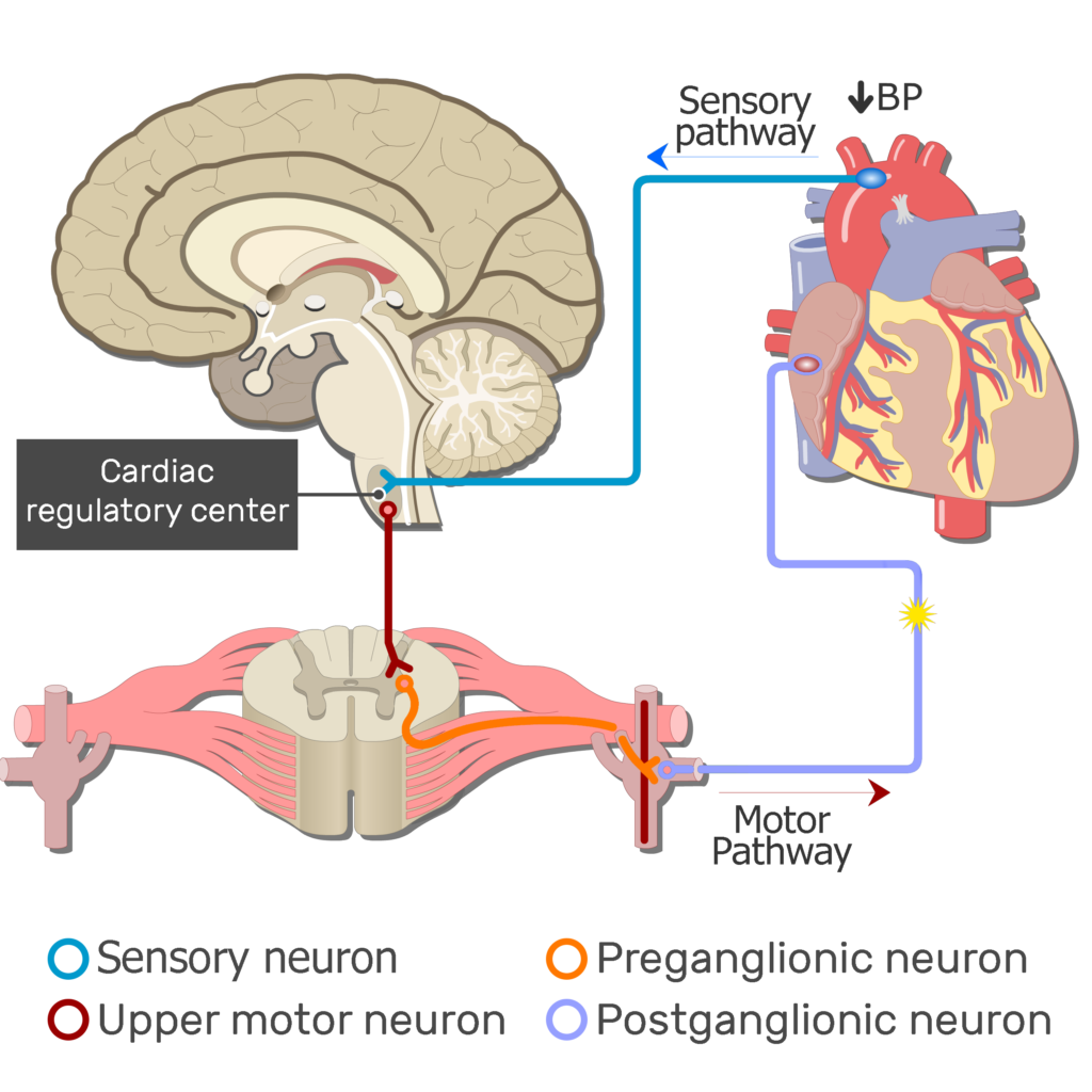 An image showing the action potential from to the autonomic receptors in the heart through the postganglionic motor neuron
